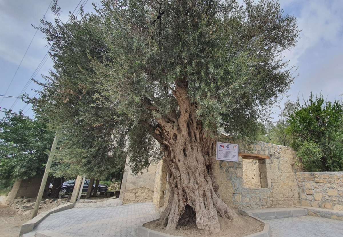Mersin Anıt Ağaçları