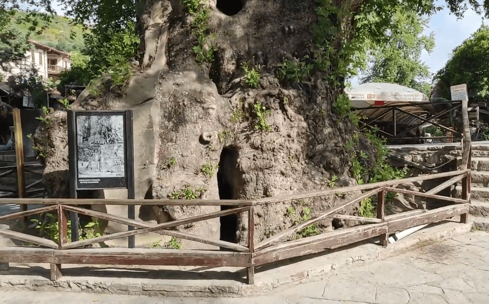 Musa Ağacı