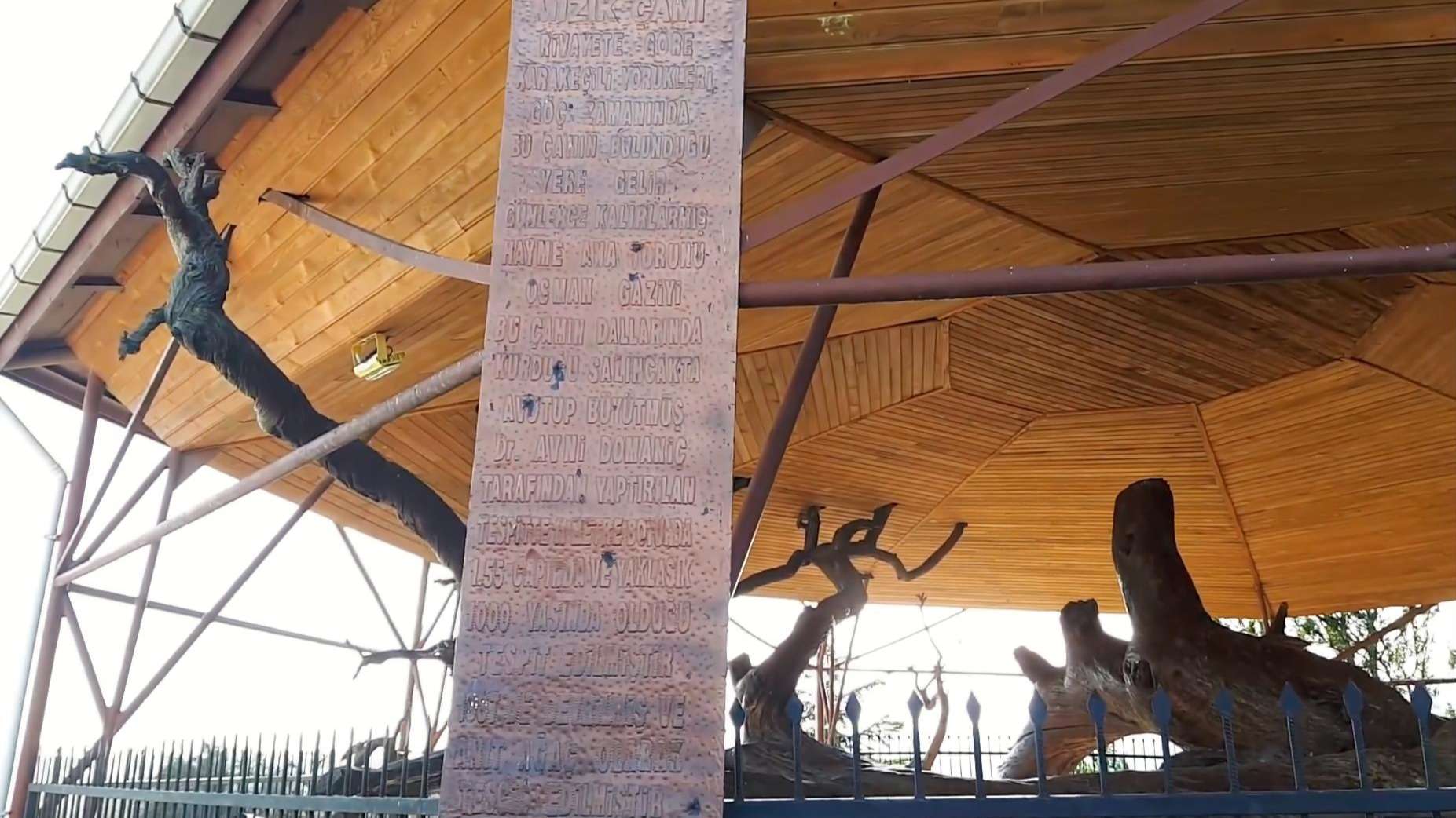 Mızık Çamı Kütahya
