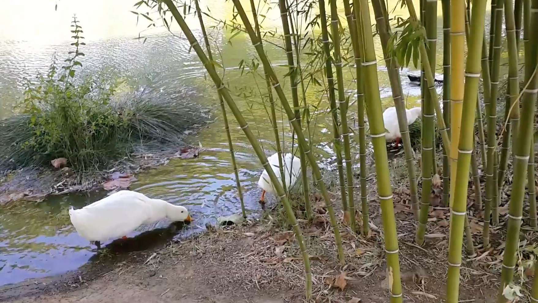 Soğanlı Botanik Parkı Bursa