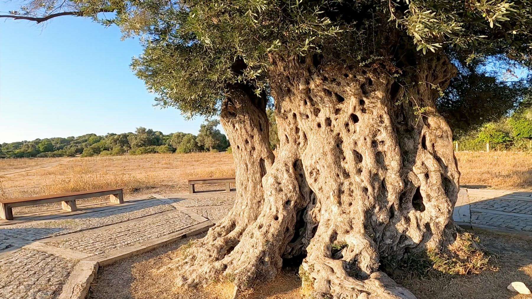 Teos Antik Kenti